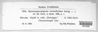 Gymnosporangium tremelloides image
